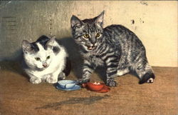 Two Kittens Cats Postcard Postcard