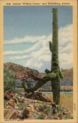 Famous "Walking Cactus" Wickenburg, AZ Postcard Postcard