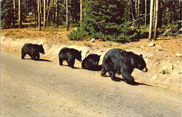 Black Bear And Cubs Bears