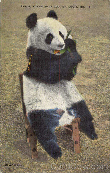 Panda, Forest Park Zoo St. Louis Missouri