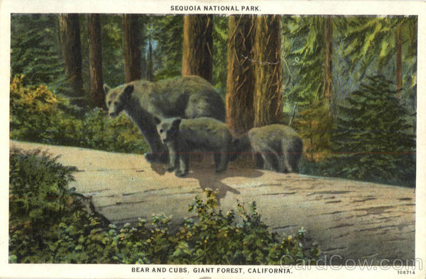 Bear And Cubs, Gaint Forest Sequoia National Park California