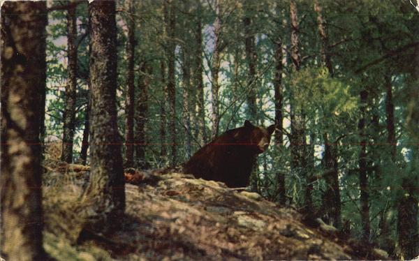 Bear In The Forest Bears