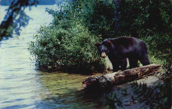 Yearling cub Black Bear Bears