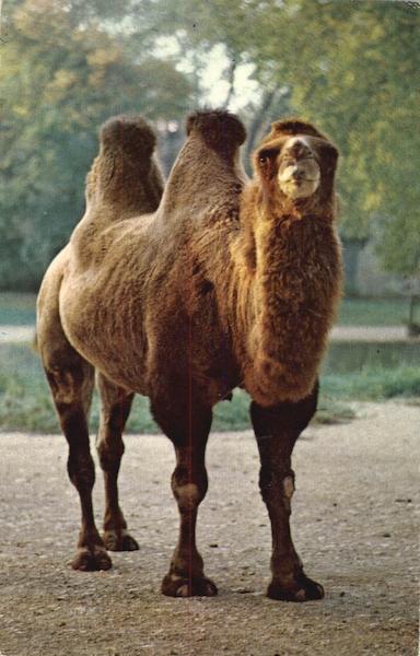 Bactrian Camel Camels