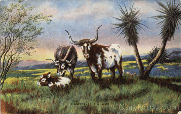 Pioneers Of The West Cows & Cattle