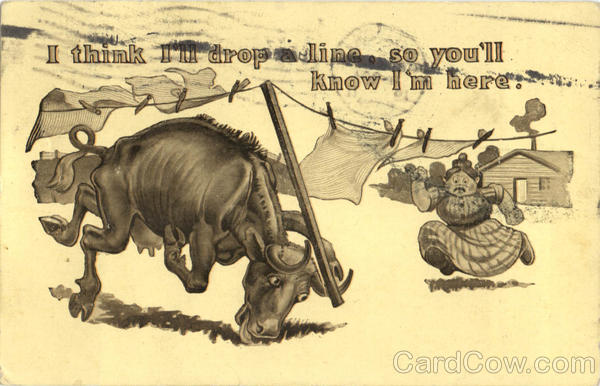 I think I'll drop a line Cows & Cattle