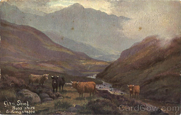 Glen Shiel Cows & Cattle