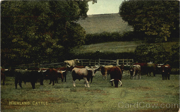 Highland Cattle Cows & Cattle