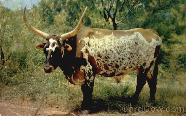 Texas Long Horn Cows & Cattle