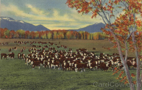 Cattle On The Range In The Southwest Ostriches Cattle On The Range In The Southwest Ostriches