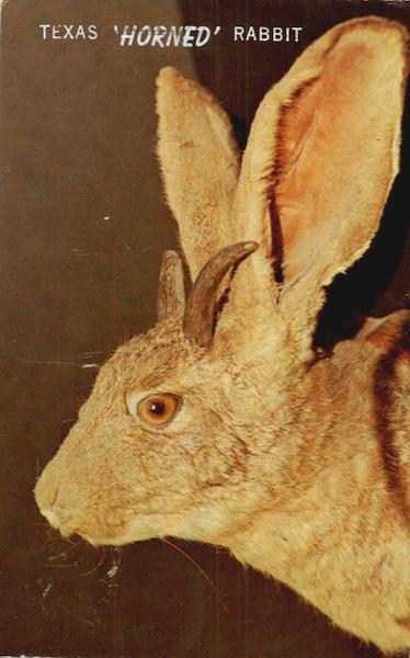 Texas Horned Rabbit