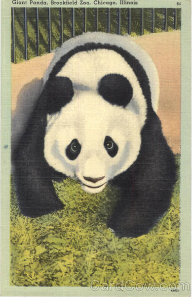 Gaint Panda, Brookfield Zoo Chicago Illinois
