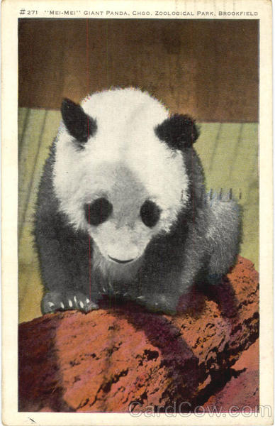 Mei-Mei Gaint Panda Chicago, Zoological Park Brookfield