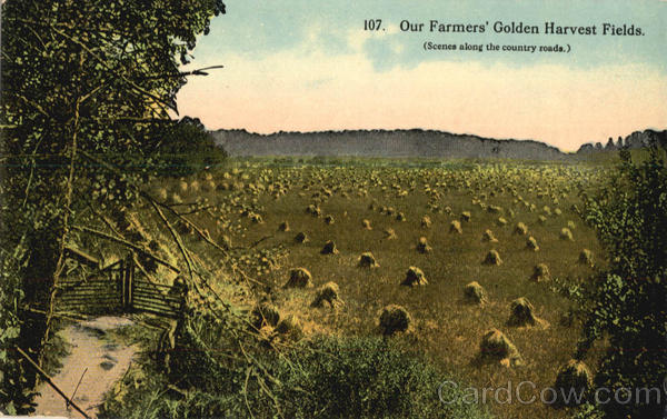 Our Farmers' Golden Harvest Fields Farming