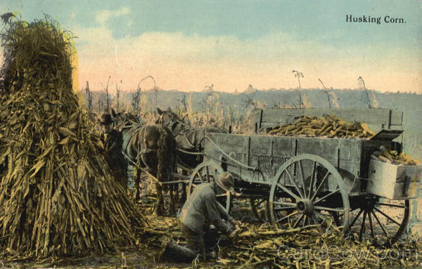 Husking Corn Farming