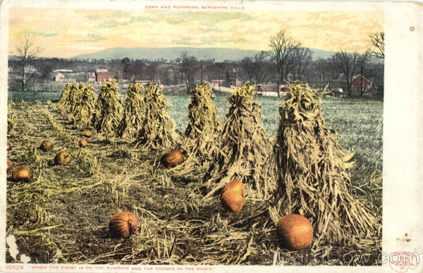 Corn And Pumpkins, Berkshire Hills Farming