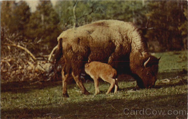 Bison Cow And Calf , Yellowstone National Park