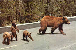 Mother Bear And Cubs Postcard