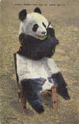Panda, Forest Park Zoo Postcard