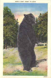 I Can't Bear To Leave Bears Postcard Postcard