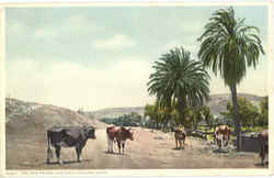 The Old Palms San Deigo Mission, CA Postcard Postcard