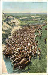 Rounding Up A Herd Cows & Cattle Postcard Postcard