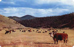Cattle On The Range Postcard