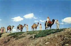 Black Hills Passion Play Camels Postcard Postcard
