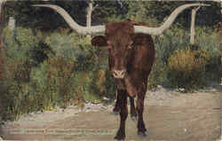 Texas Long Horn Steer Cows & Cattle Postcard Postcard