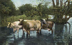 Cows Wading in Water Cows & Cattle Postcard Postcard