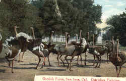 Ostrich Farm Postcard