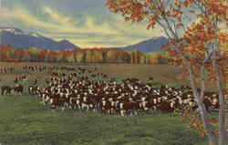 Cattle On The Range In The Southwest Cattle On The Range In The Southwest