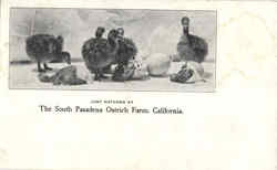Just Hatched At The South Pasadena Ostrich Farm Ostriches Postcard Postcard