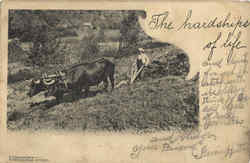 Oxen Pulling Plow Farming Postcard Postcard