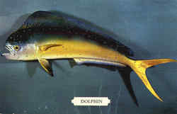 Dolphin Fish Postcard