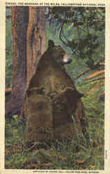 The Madonna Of The Wilds, Yellowstone National Park Postcard