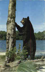 Greetings From Chalet Brunelle, Lac Remi Postcard