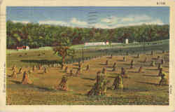 Iowa Corn Field, Farm Postcard