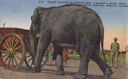 Trained Elephant At Ringling Bros Postcard