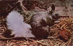 Kaibab White Tail Squirrel, Kaibab National Forest Postcard