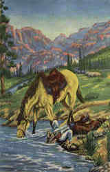 A Drink Of Water Postcard