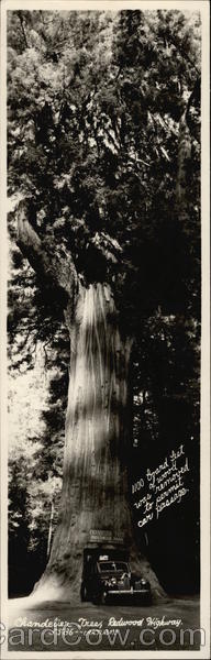 Chandelier Tree Redwood Highway California