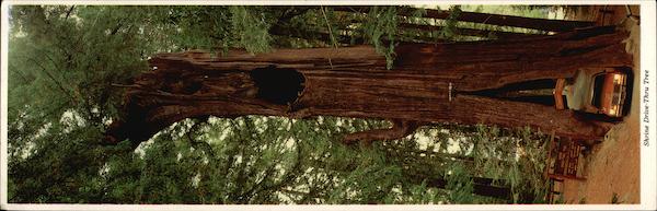 The Historic Shrine Drive-Thru Tree, the Original Myers Flat California
