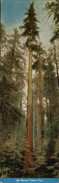 The World's Tallest Tree, Redwood Highway, California