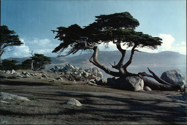 Monterey Cypress Pebble Beach California