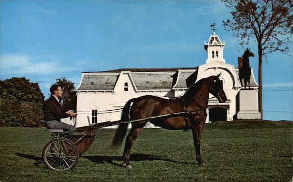 UVM Teatime - Champion Morgan Mare Weybridge Vermont