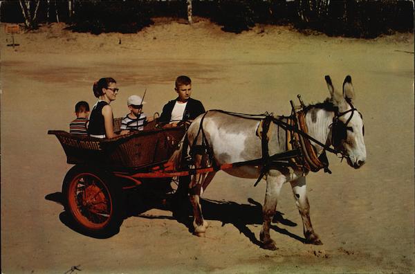 Pedro the Burro; The Desert of Maine Freeport