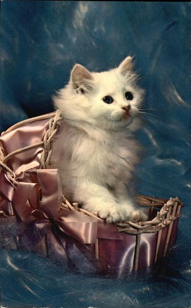 Puff - White Kitten Cats