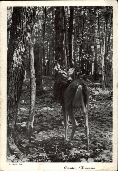 Mother Deer Crandon Wisconsin