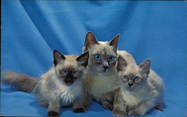Family Portrait - Balinese Cats